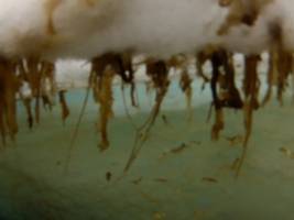 Arktische Tiefsee reagiert schnell auf Klimaveränderungen