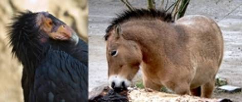 Artenschutz: MPI-Forscher fordern stärkere Rolle der Zoos