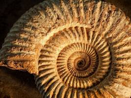 Artensterben als Kettenreaktion