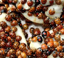 Asiatische Marienkäfer nutzen Bio-Waffen gegen ihre europäischen Verwandten