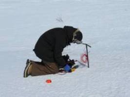 Auf der Suche nach dem kleinsten Baum der Welt