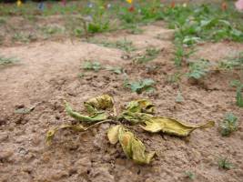 Bakteriengemeinschaft im Boden rettet Pflanzenleben