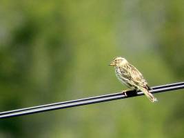 Betrogene Männchen singen lauter