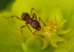Ameise in einer Wolfsmilch-Bl�te. Foto: Botanischer Garten der Universit�t T�bin