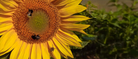 Biodiversity Strengthens Pollinators and Ensures Stable Yields