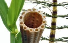 Der ,,Technische Pflanzenhalm