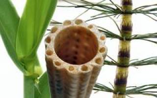 Bionik - Was die Technik von Pflanzen lernen kann