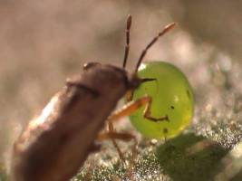 Blattduftstoffe vermitteln biologischen Pflanzenschutz