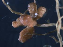 Blühende Partnerschaft mit einer Wurzel