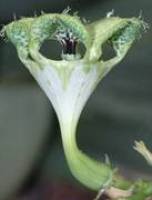 Bl�tenduft: Weltmeister und Betr�ger