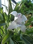 Eine Papier-Lilie erbl�ht im Subtropenhaus