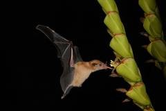 Flederm�use haben f�r die Interaktion mit Pflanzen enorm verl�ngerte Zungen und 