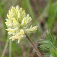 Botanische G�rten als gr�ne Arche Noah ?