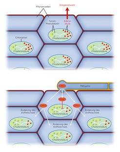Umprogrammierter Stoffwechsel: Der Brandpilz verringert die Produktion des Abweh