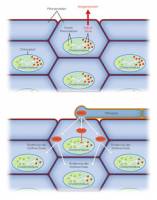 Brandpilz schaltet Pflanzenabwehr aus