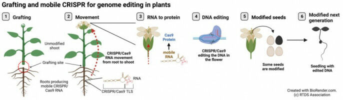 Breakthrough in plant breeding