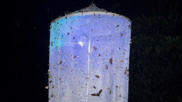 Bringing the night owls into the light