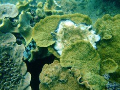 Diese Koralle im Great Barrier Reef ist stark mit der Black Band Disease  befall