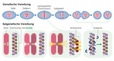 Chromosomen-Zentromere werden epigenetisch vererbt