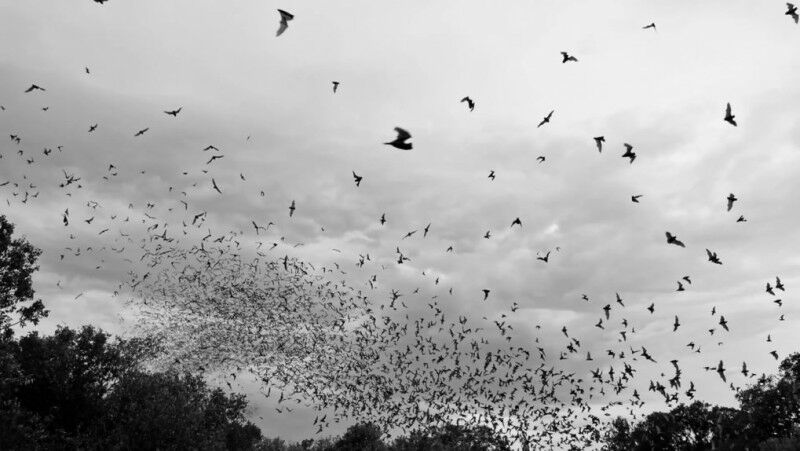 Bats emerge from roosts every evening often in extraordinary numbers © Eran Amic
