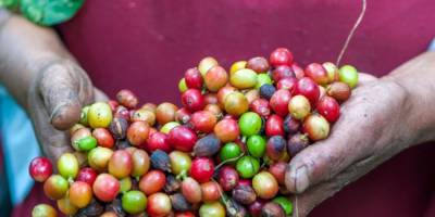Coffee production needs clear rules