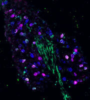 Darm an Hirn: Nervenzellen erkennen, was wir essen