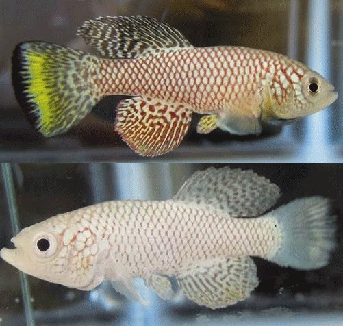 Auch Fische altern: Ein f�nf Wochen alter T�rkiser Killifisch erstrahlt in herrl