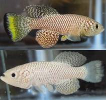 Darmflora beeinflusst das Altern