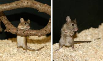 Darmflora könnte Artbildung beeinflussen