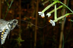 Der nachtaktive Tabakschwärmer (Manduca sexta) hat mit Hilfe seiner  Antenn