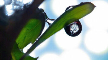 Das Elixier des Lebens