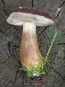 Pilze sind nicht nur im Wald allgegenw�rtig. Foto: Bontanischer Garten