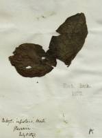 Das Herbarium als Geschichtsbuch