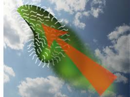 Das Pantoffeltierchen will nach oben