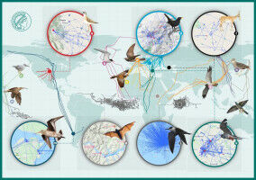 Daten aus dem Weltraum ermöglichen Blick auf Tiere in Bewegung