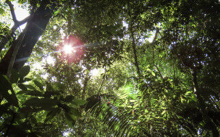 Der Klimawandel gef�hrdet Dungk�fer im Amazonas