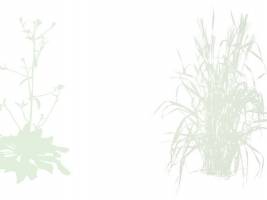 Der konservierte Arm der Evolution