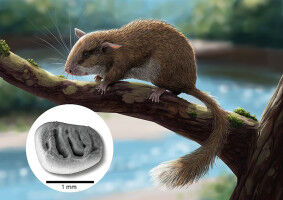 Der letzte Stachelbilch Europas