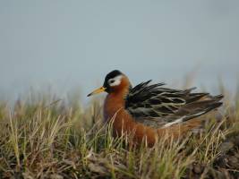Der Rhythmus des arktischen Sommers