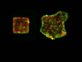 Der Zauber der Wundheilung