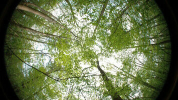 Dichtes Bl�tterdach sch�tzt vor steigenden Temperaturen