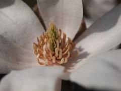 Blick in die Magnolienbl�te. Bild: Botanischer Garten der Universit�t T�bingen