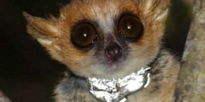 'Die Debatte �ber Tierversuche ist alles andere als differenziert'