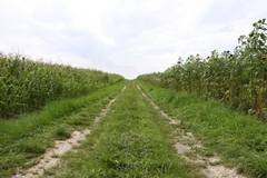 Wildpflanzenmischungen (rechts, 1. Standjahr) k�nnen sich bei vergleichbaren Sta