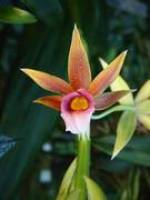 Die ,,vorz�glichsten Reize der tropischen Vegetation