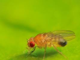 Dopamin - ein Stoff mit vielen Botschaften