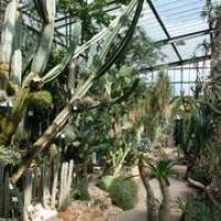 Durch die W�ste: von Kakteen und anderen lebenden Wasserspeichern