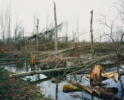 Sturmschäden wie hier in den USA könnten aufgrund des Klimawandels h&#