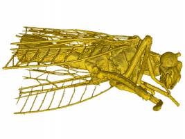 Ein Röntgenblick für kleinste Details