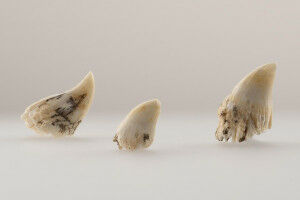 Eine Million Jahre alte Werra-Lachse